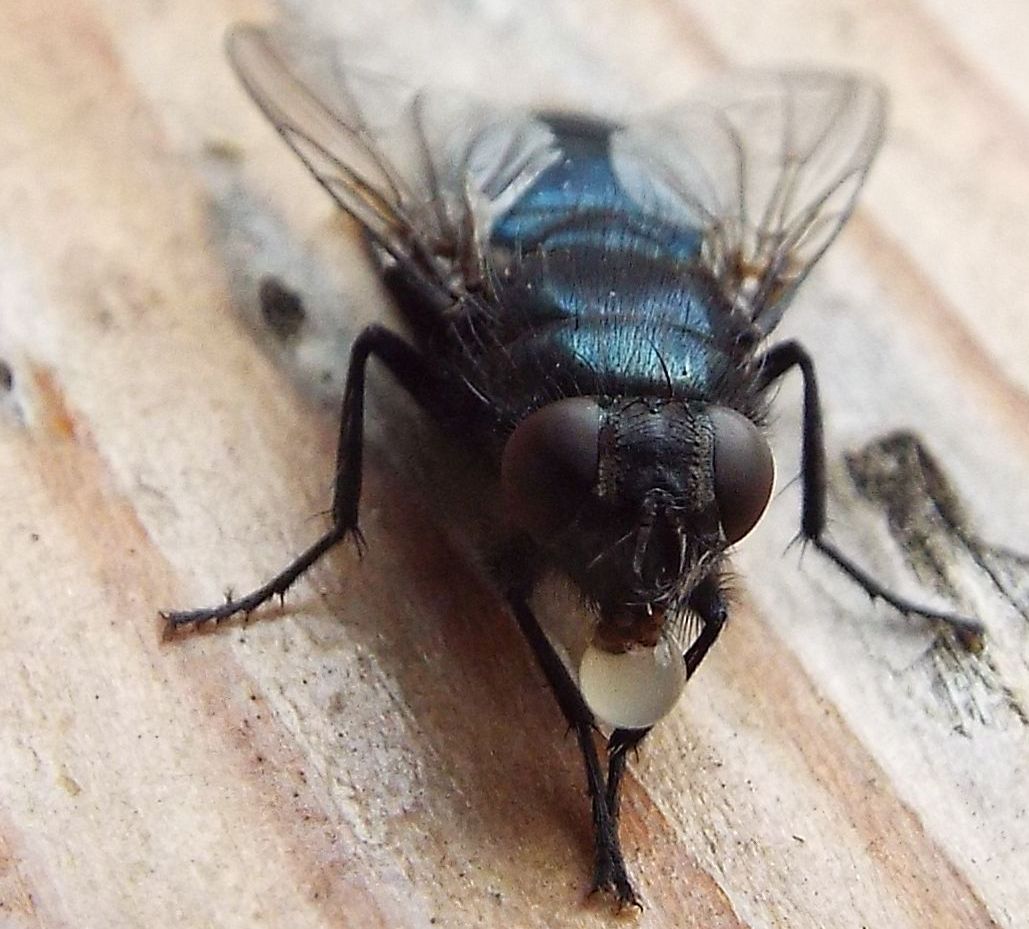 Mosca blu: Protophormia terraenovae (Calliphoridae)